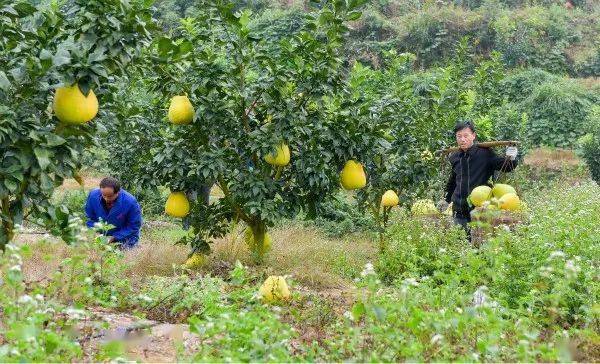 敬请期待!甜蜜"柚"惑!横峰岑阳马家柚即将飘香开园-搜狐大视野-搜狐