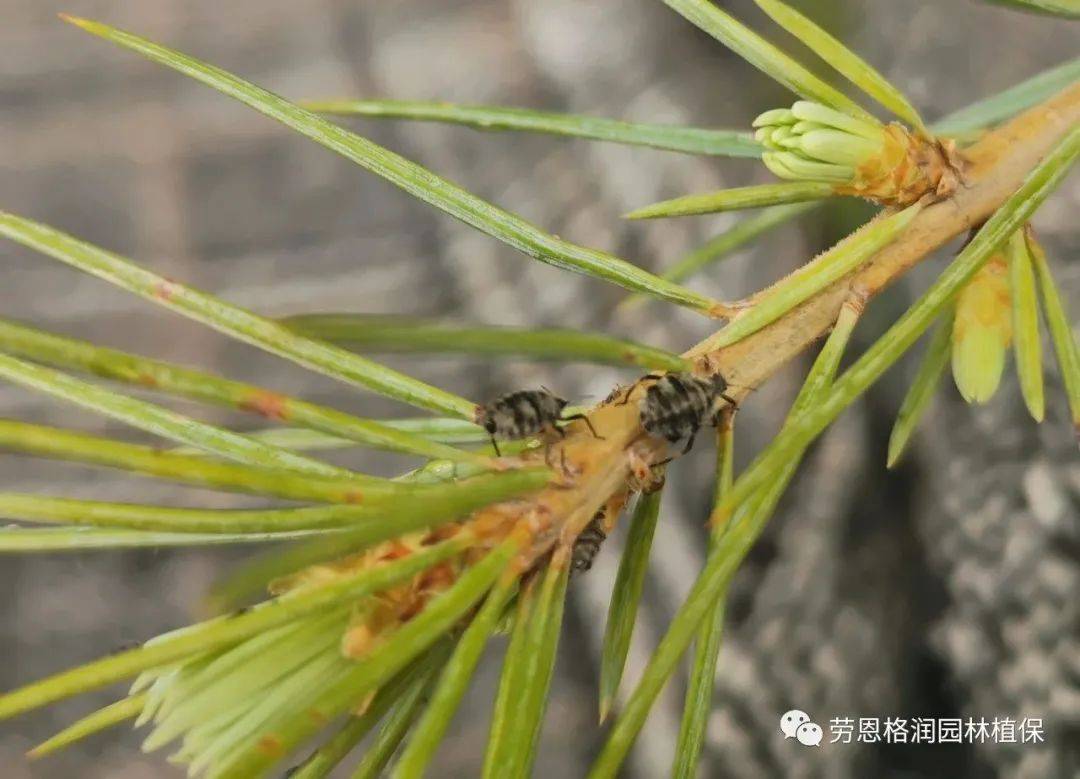 1危害状松大蚜以成,若虫刺吸干,枝汁液.