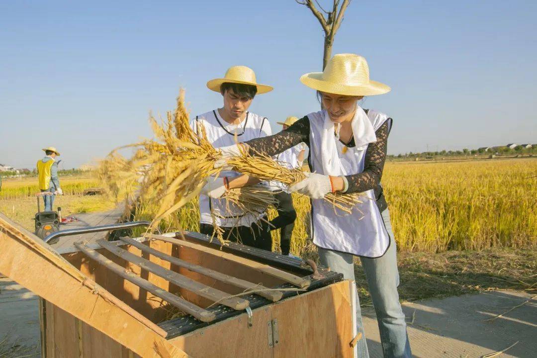 割稻,脱粒,柘林青年感受稻香背后的来之不易