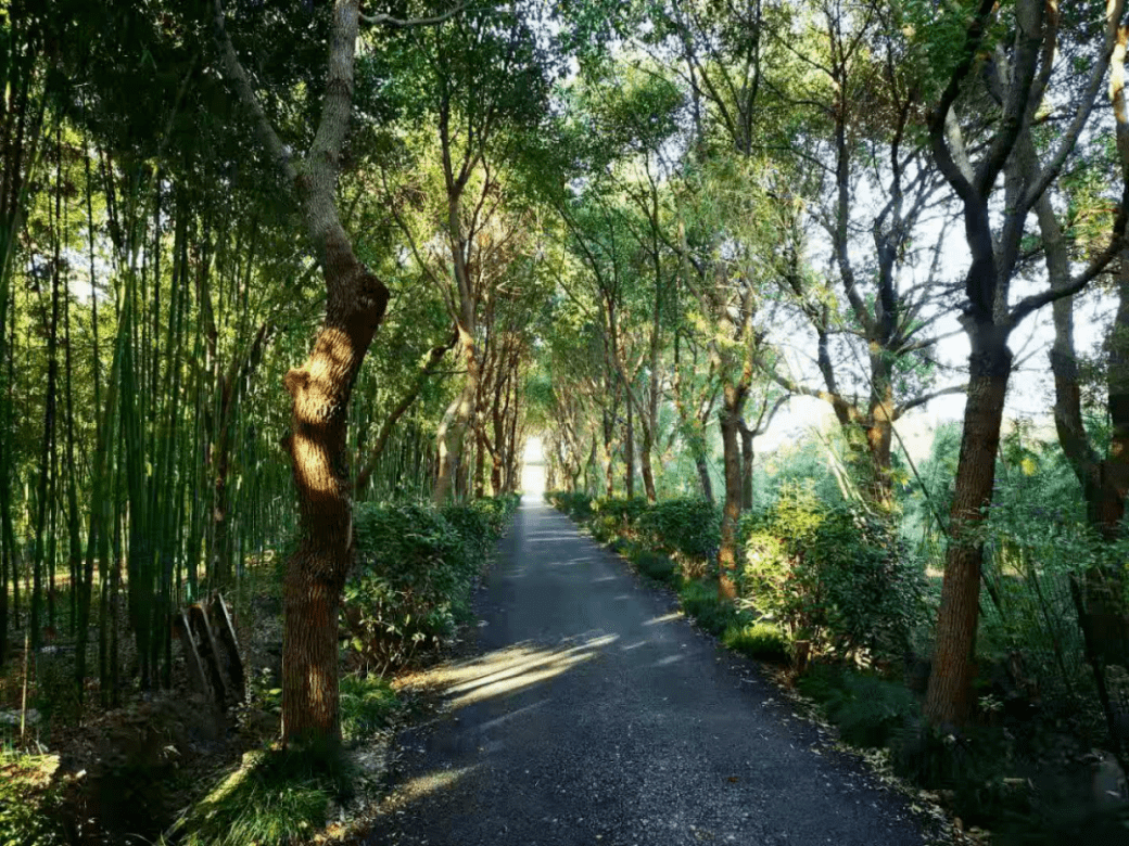 秋风渐起,青浦竹博园也迎来了 秋 日美景,园内60多种竹子组成的绿色