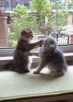 两只小奶猫打架,主人看到都要笑喷了:你们是在玩太极吗