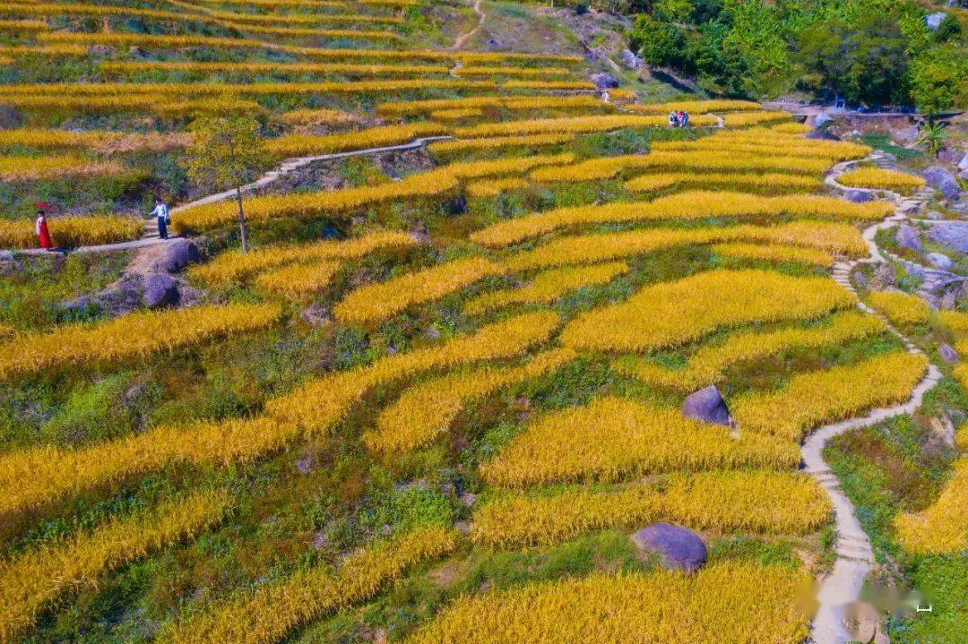 洋岭梯田,陆河上护镇洋岭村