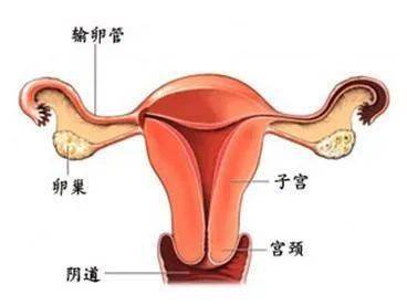 阴道|实实在在地教你读懂阴道B超报告