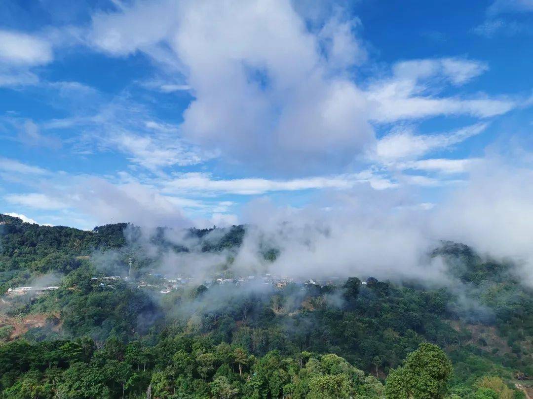 考察线路先知道第三条工业园区南糯山古茶园