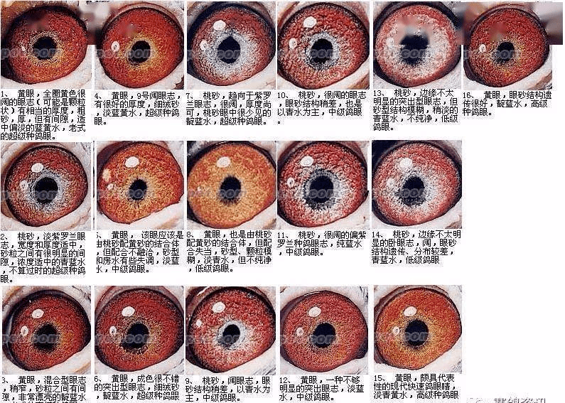 看鸽眼快速识别好赛鸽!