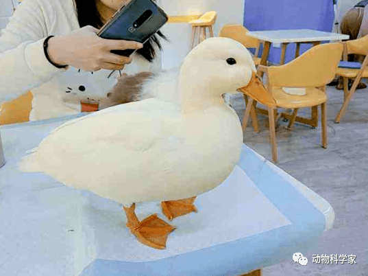 贵宠柯尔鸭