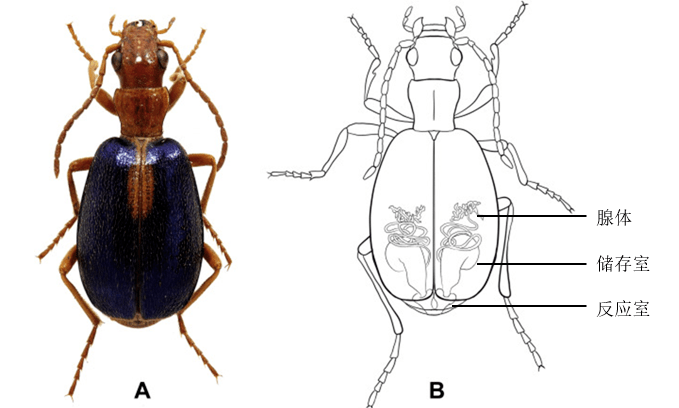 步甲科屁步甲属的一类昆虫这些御敌机制都是屁步甲的看家本领生物催化