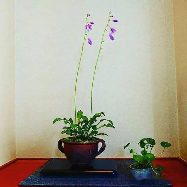 来学学山野草玩家的家里头是怎么摆盆景的!