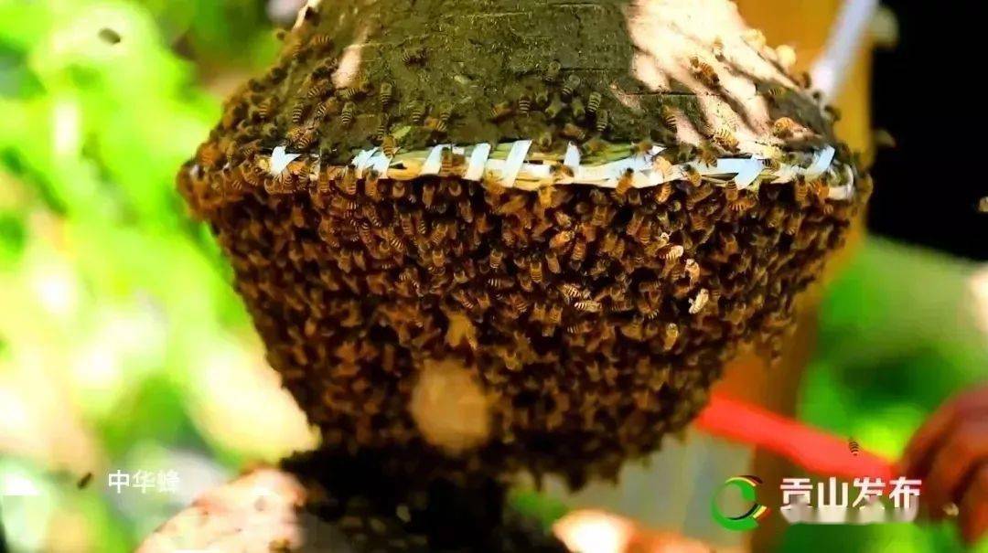 人均gdp贡山_高黎贡山(2)