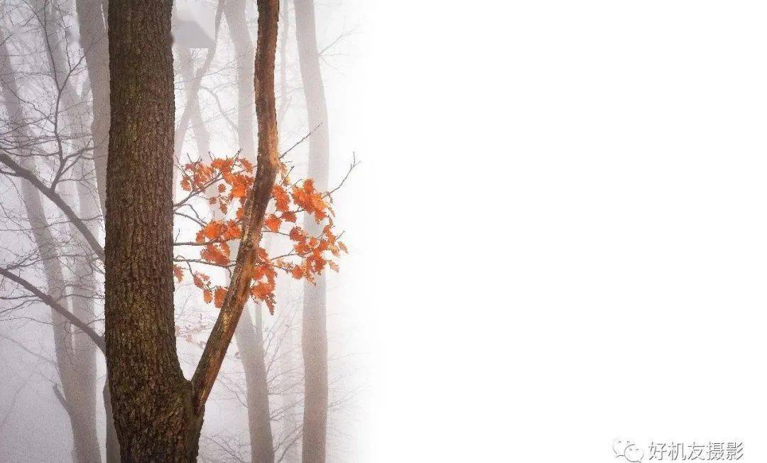 特点|详解5个焦段的24个特点,找到满意定焦头