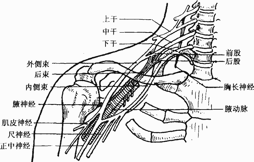 臂丛神经知识点总结_手机搜狐网