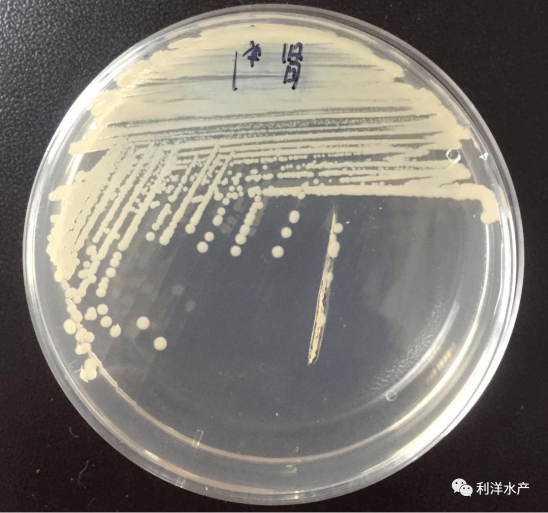 嗜水气单胞菌较为特殊,在胰酪大豆胨琼脂培养基(tsa)上形成灰白色不