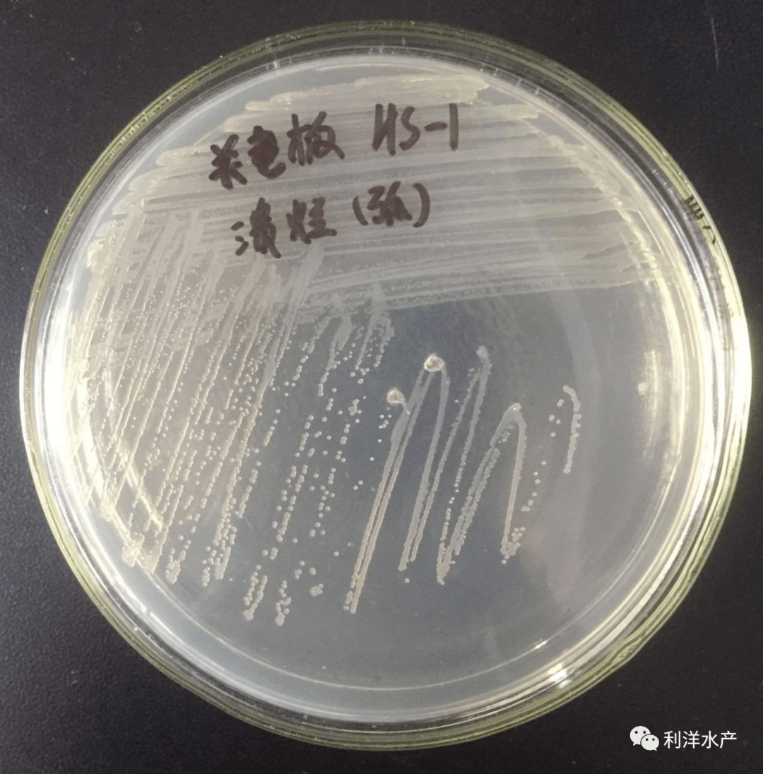 拟态弧菌在tsa培养基上菌落形态