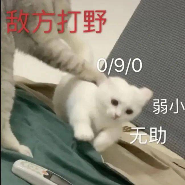 王者荣耀猫狗表情包