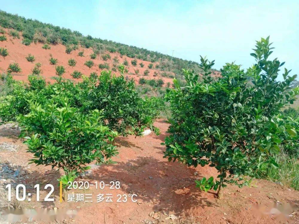 【土根旺】脐橙啥时候栽植?怎么管理幼树才能早挂果?