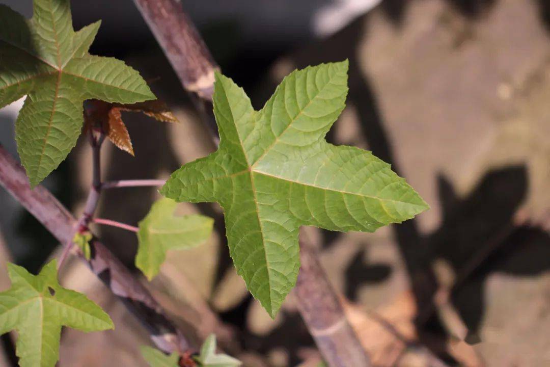 蓖麻,这种剧毒的植物,你小时候有没有玩过