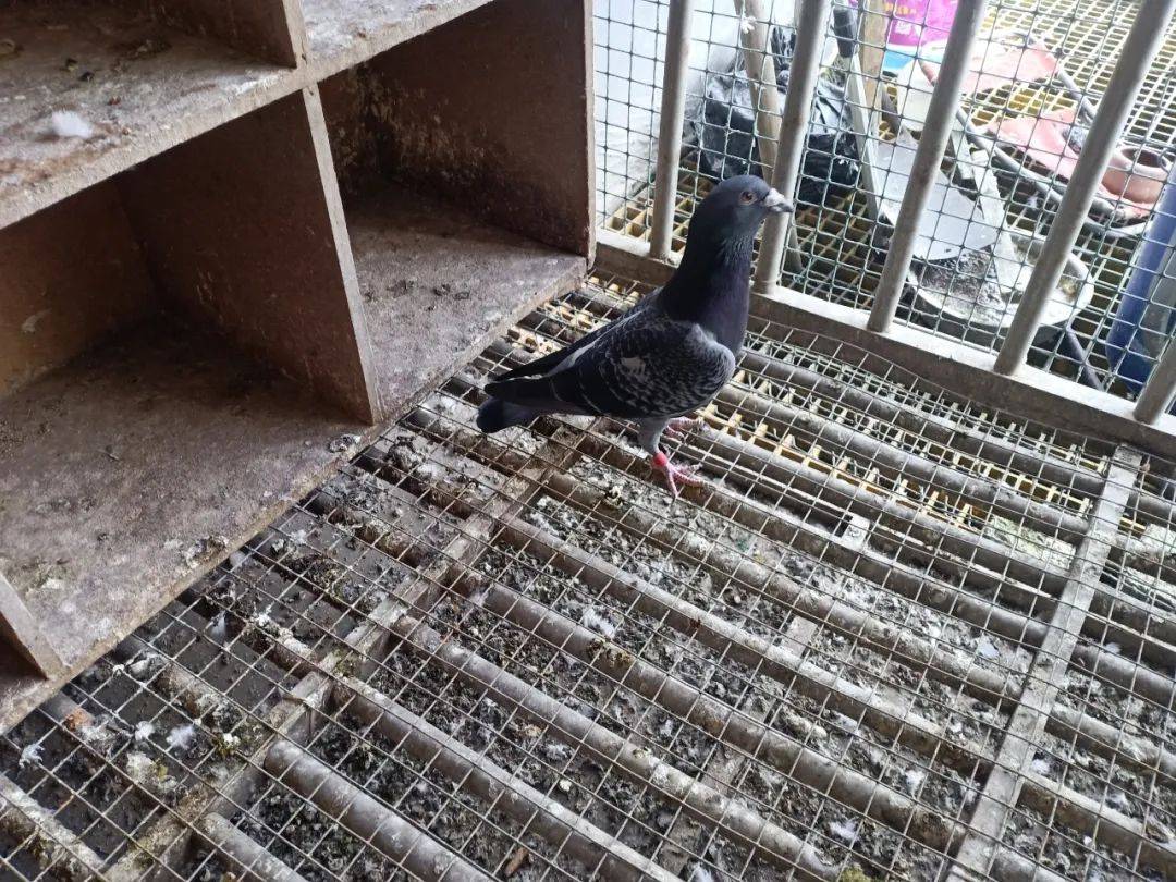 1 "查看 贵州红枫赛鸽中心(大,小棚)同步拍卖获奖鸽 返回搜