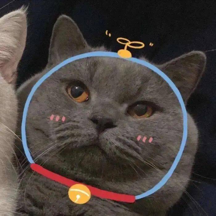 【沙雕猫表情包】猫咪情侣头像