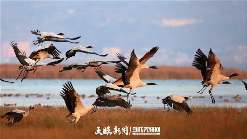 在贵州草海国家级自然保护区拍摄的黑颈鹤.王纯亮摄