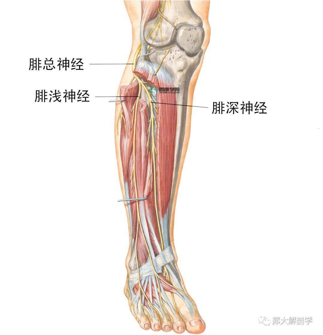 腓浅神经在小腿远端1/3,腓骨肌融合成肌腱的中点处逐渐浅出,位于这些