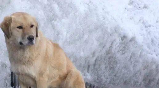 梦境解析，大黄狼狗的追逐与救赎——爱与勇气的寓言