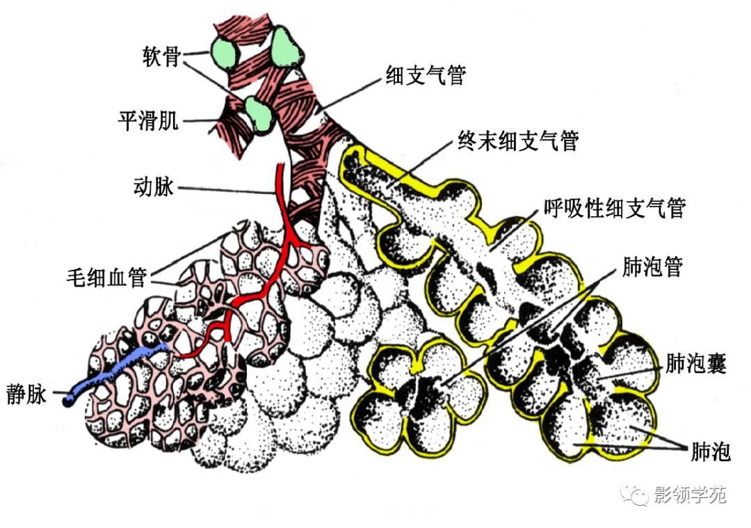 由支气管动静脉,淋巴管组成 以上三者组合形成复杂的肺结构  3,小叶