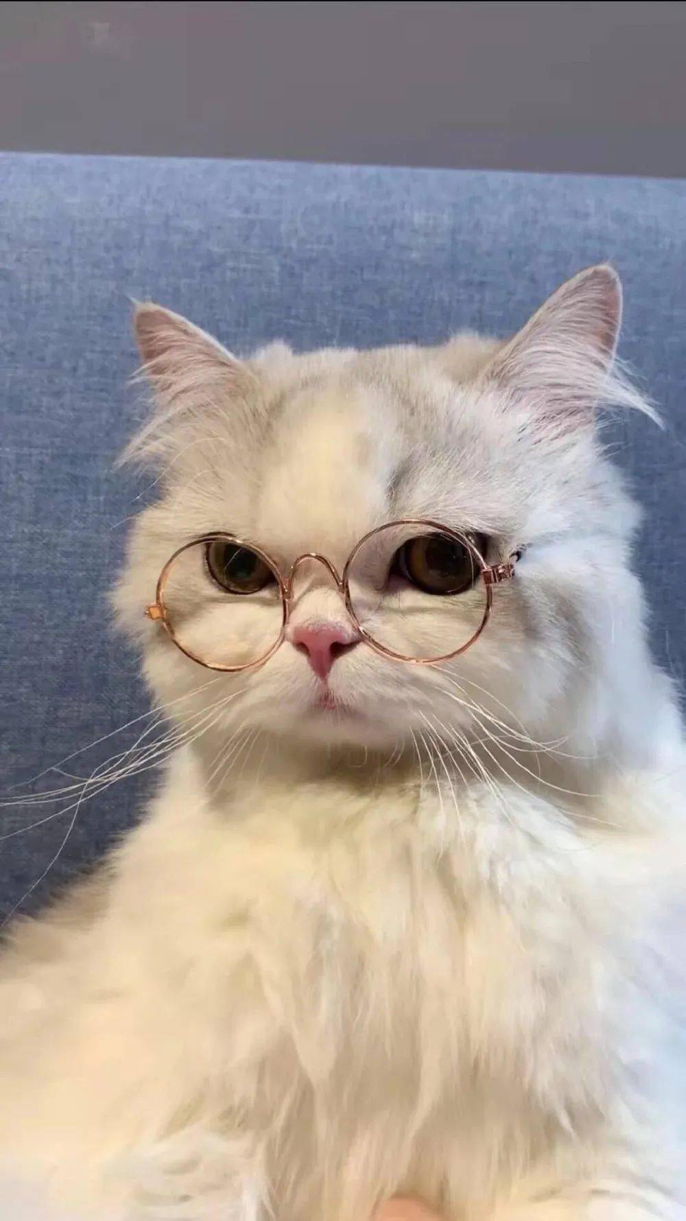 猫咪表情图片代表的意思 60e2306856774fa39e00714e486192df.jpeg