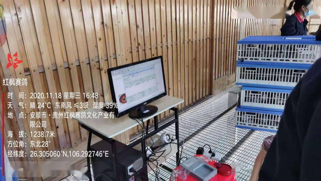 
红枫大棚第四关加站赛集鸽现场视频及图片：华体会体育hth官方网站(图4)