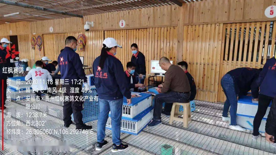 
红枫大棚第四关加站赛集鸽现场视频及图片：华体会体育hth官方网站(图6)