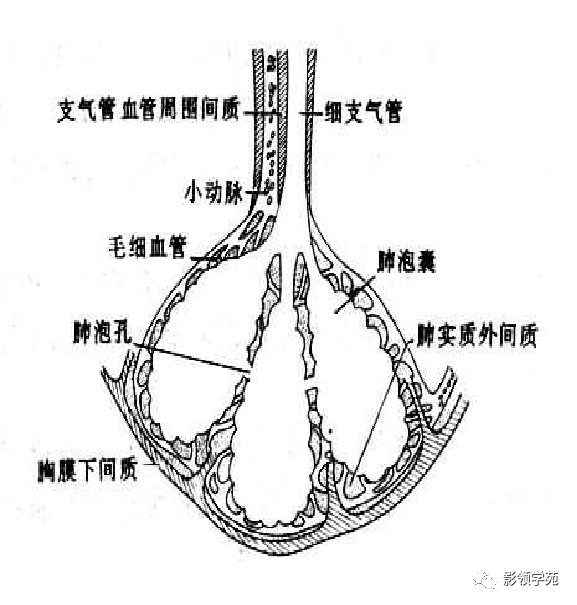 肺小叶,肺间质解剖与病变的hrct诊断