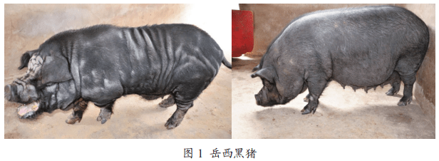 "国药动保"推荐阅读【地方猪种】岳西黑猪与北京黑猪和巴克夏猪的杂交