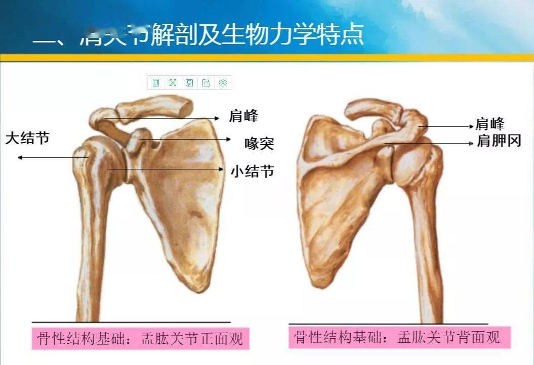 卒中肩痛的原因分析与康复治疗新技术_肩胛骨