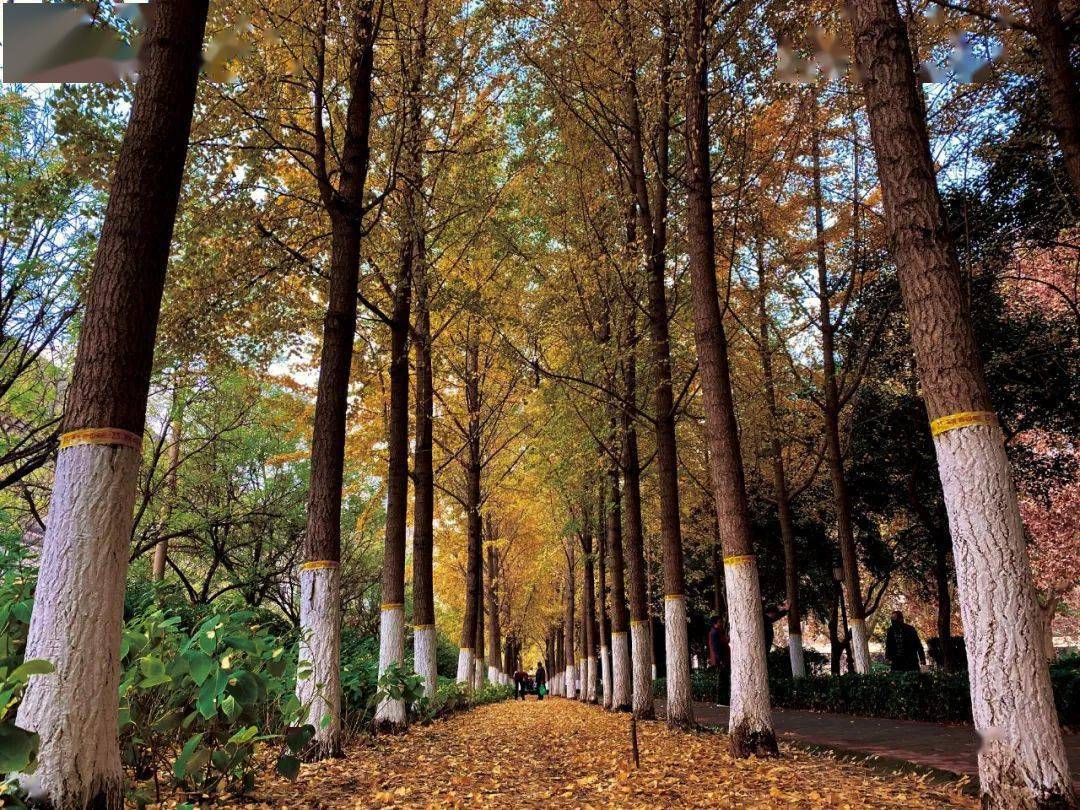 风吹落叶黄 7299ff01fbeb4361a602175dc766749d.jpeg