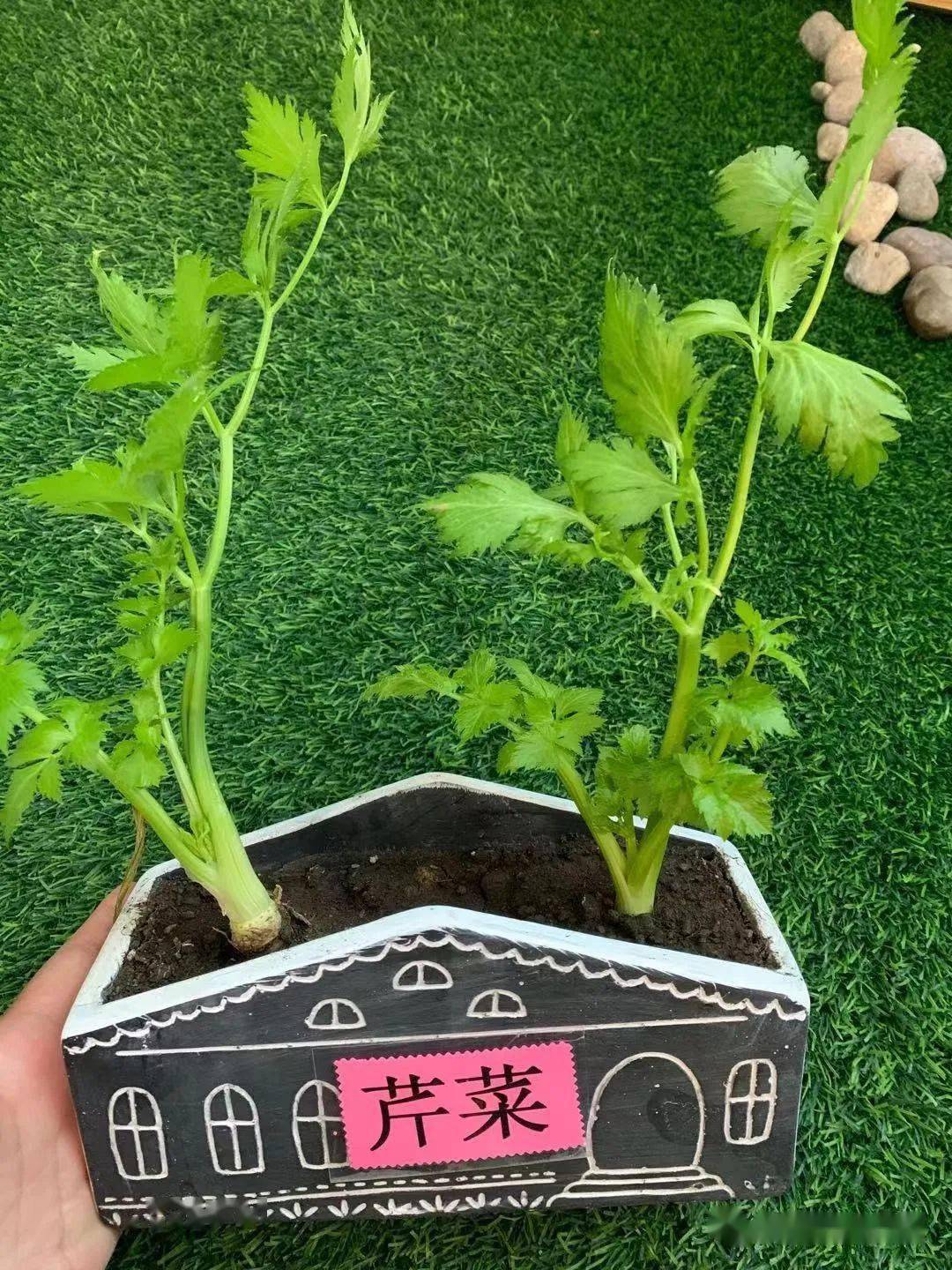 如何种植大蒜幼儿园 02d84c0b40ad437b935732480d47ed1d.jpeg