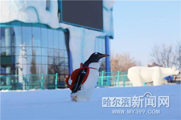 大雪初晴 “淘学企鹅”开启今冬巡游 第一站打卡哈尔滨极地公园