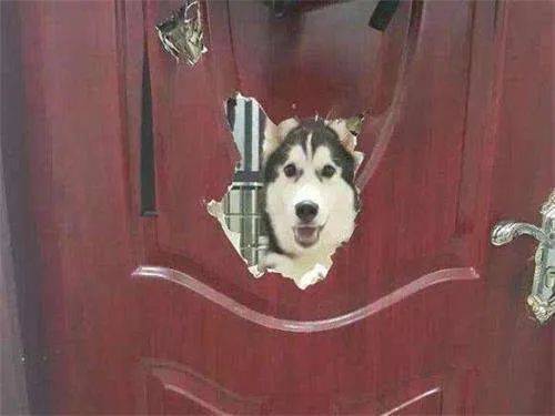 怎么教狗狗不翻垃圾桶 4a91be165b894016ac3d70286669008b.jpeg