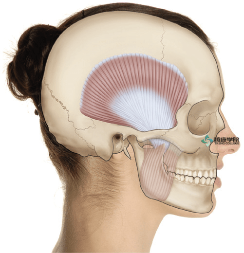疼痛解剖学|颞下颌关节障碍