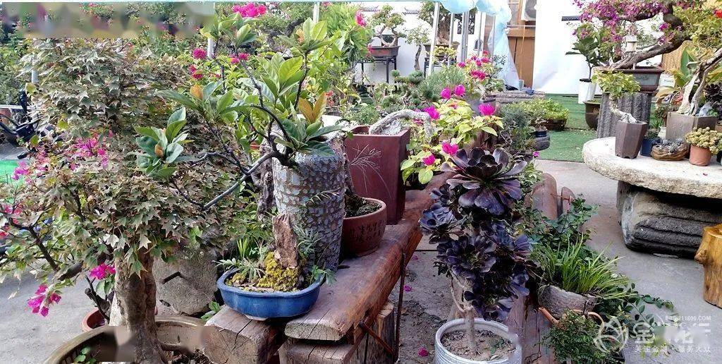 精品三角梅室内盆景 9f2bf2209e3d4083a29f29c2790f3a9f.jpeg