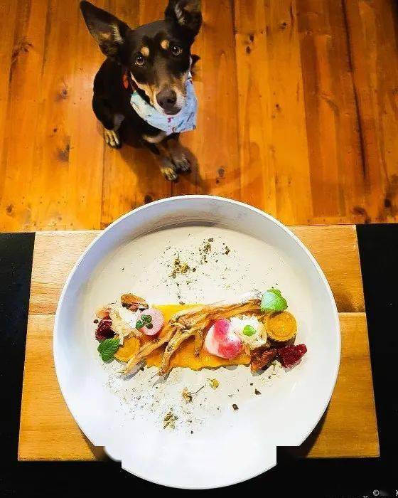 如何给狗狗做营养餐 e081079ada97416ea621c6dfdf09e971.jpeg