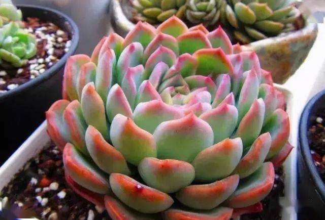 多肉怎么控水才能上色 40b5537231034ce6ac4cfc5059de646e.jpeg