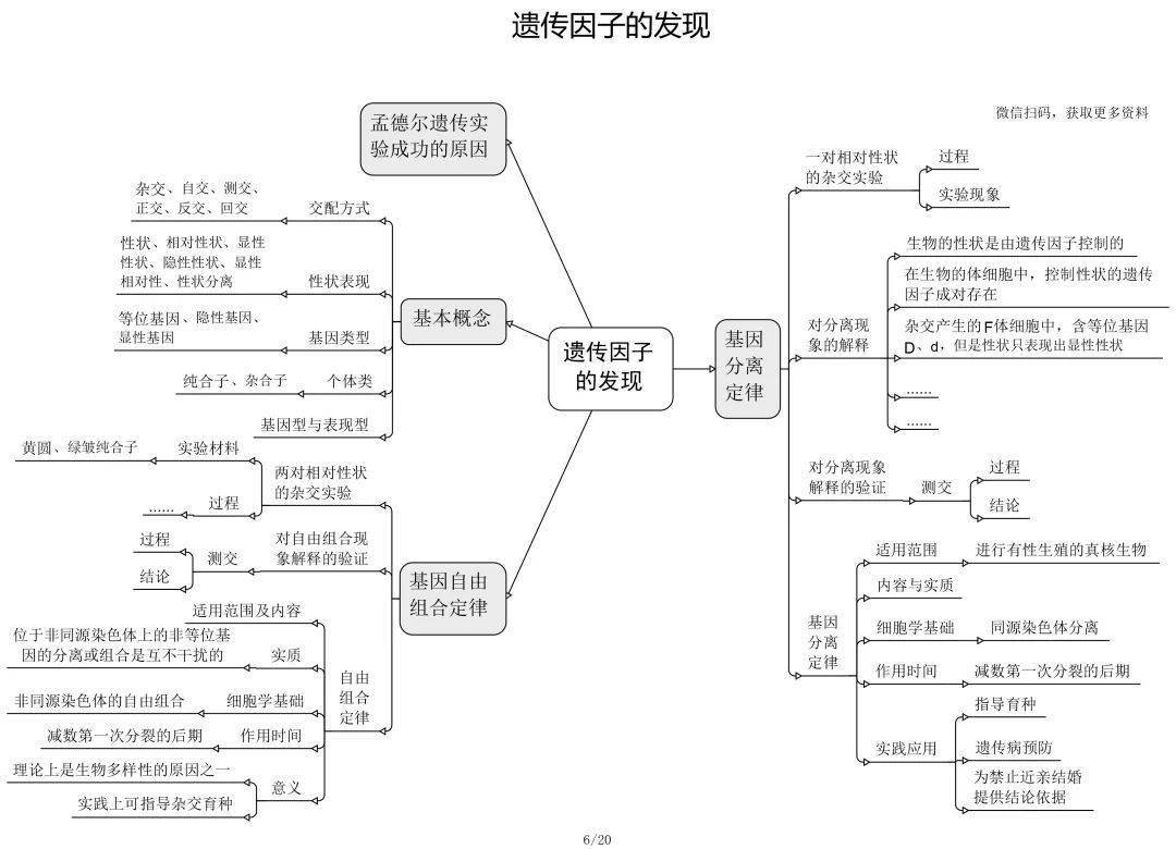 高中生物思维导图很全面