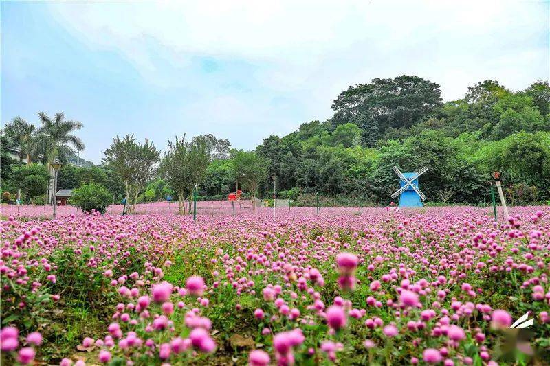 波斯菊,红色鸡冠花…佛山多片花海浪漫盛放!周末赏花安排起来