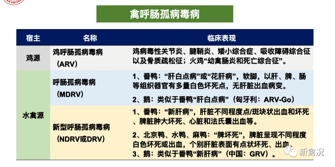 鸭鹅病复杂化的主要元凶水禽呼肠孤病毒病防控还需自身硬