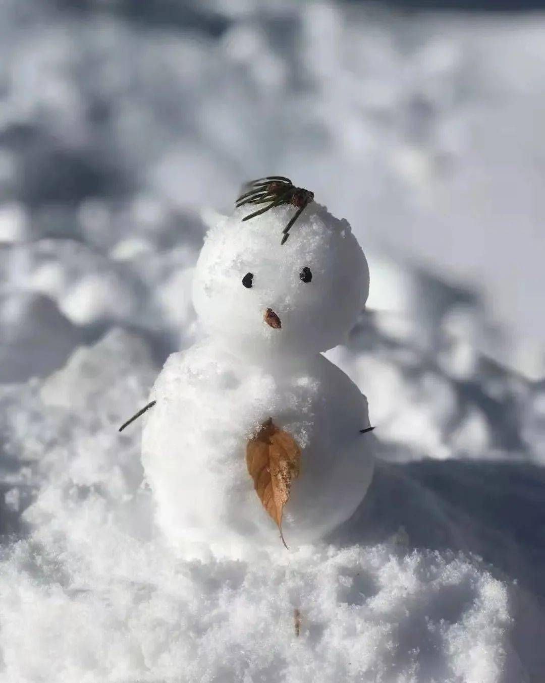 赤峰城乡角角落落里藏好了 冬天独有的小可爱 朋友圈堆雪人大赛火热