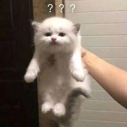 求网友给猫咪起名字视频 8f01a2b8b5c84bbeb3491eead8b5d778.jpeg