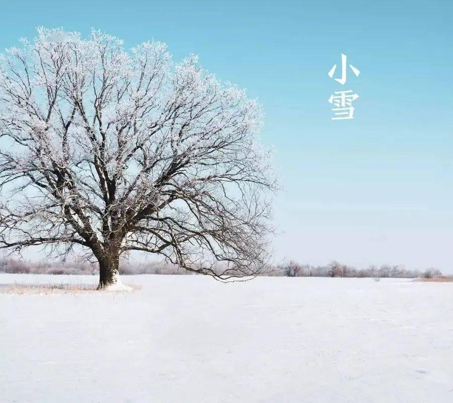 今日小雪丨小雪忽至,万物冬藏,愿君多珍重!