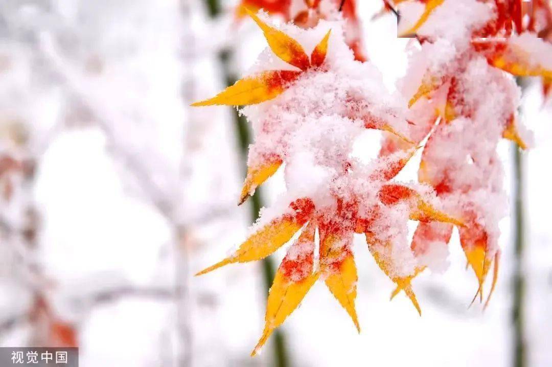 今日小雪 | 花雪随风不厌看,一片飞来一片寒