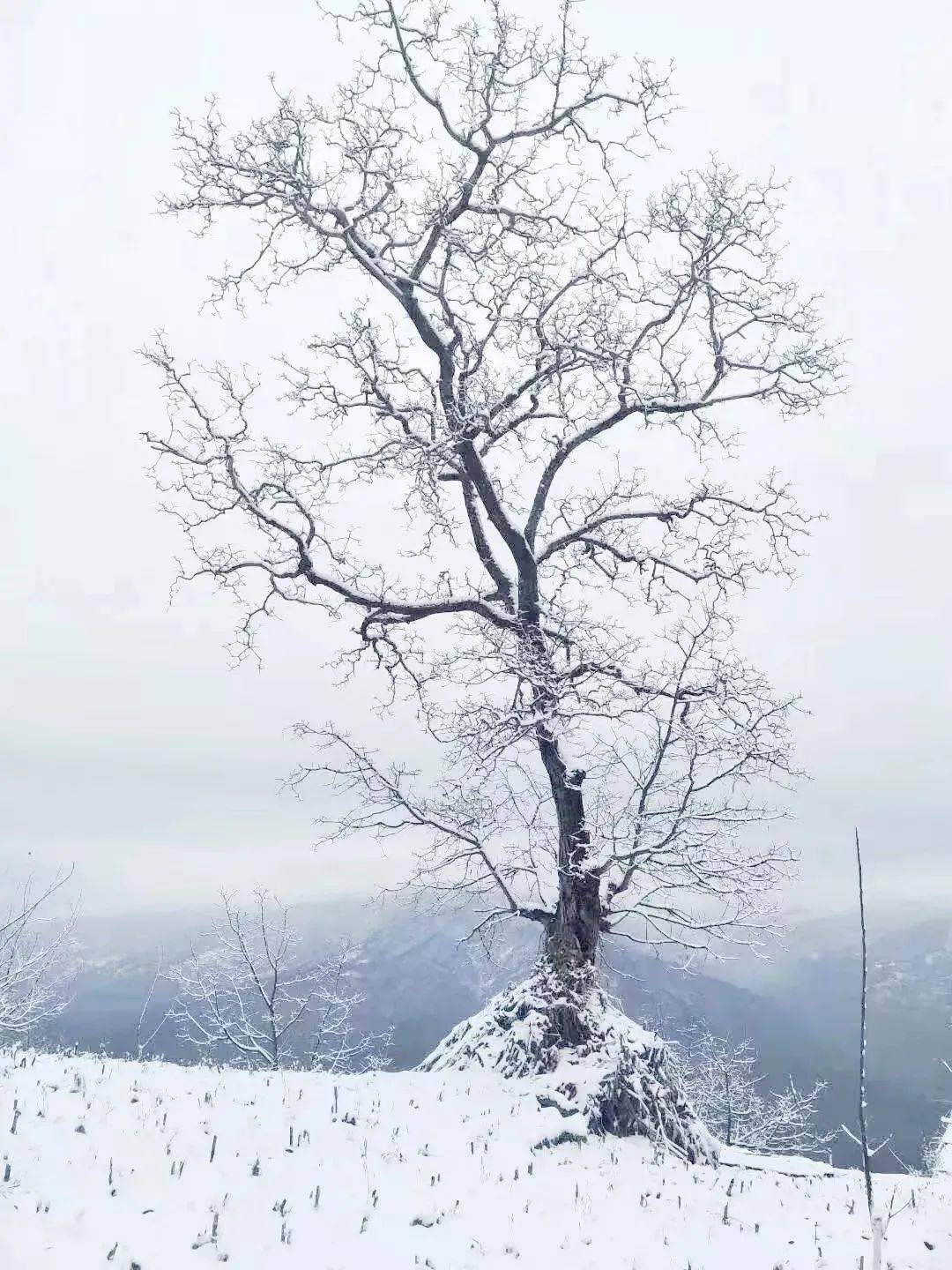 广元下雪啦今年的冬天来的格外的早