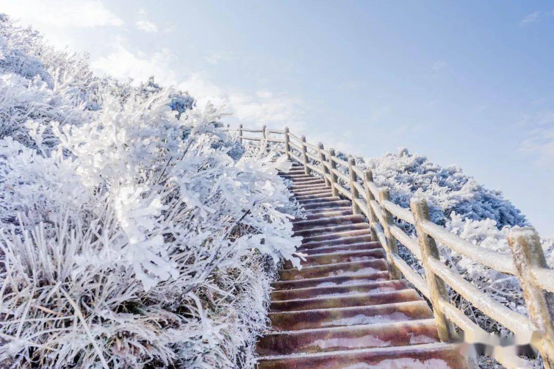 今天小雪,冷空气安排上了!附送一大波金子山雪景美图