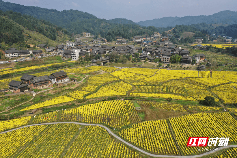 通道县坪坦乡横岭村总人口